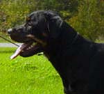 Click Here to view Maya's Page