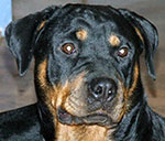 Click Here to view Reba's Page